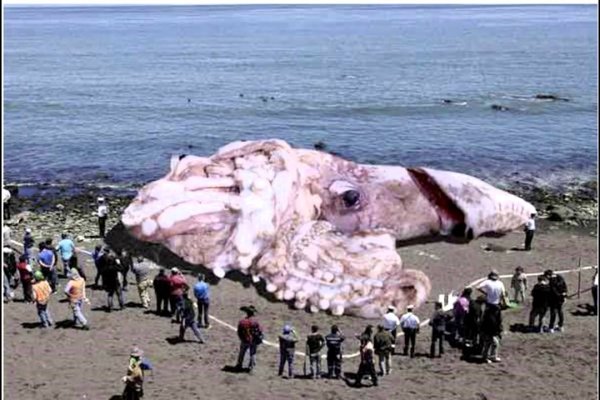 Kraken супернет рынок ссылка